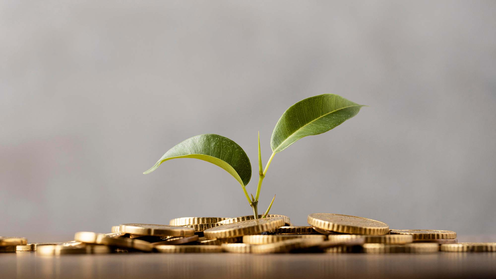 myriad-finance-plant-growing-from-golden-coins